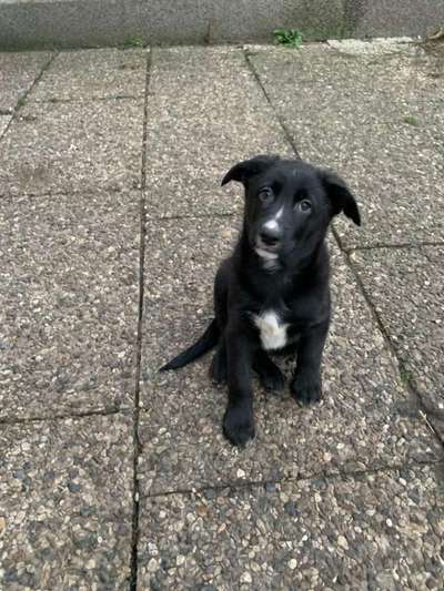 Wie kamst du zu deinem Hund?-Beitrag-Bild