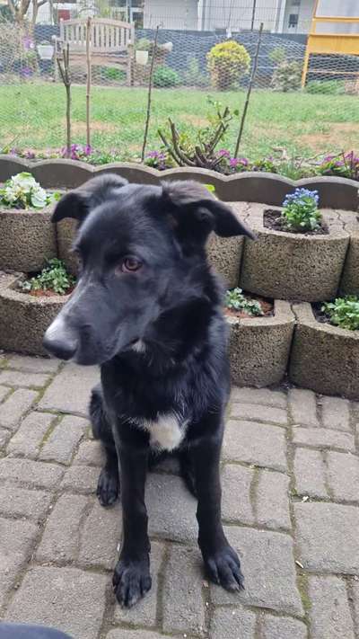 Wie heißt dein Hund?-Beitrag-Bild