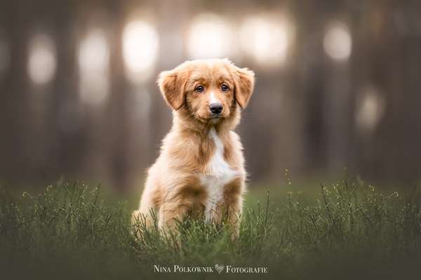 Tierfotografen-Nina Polkownik Fotografie-Bild