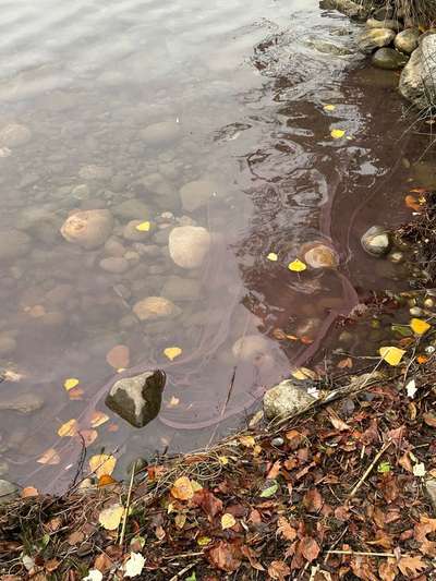 Giftköder-Blaualgen?-Bild