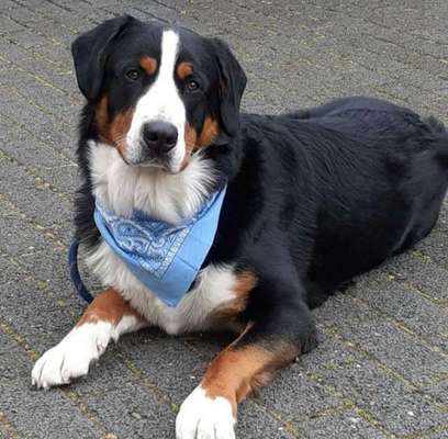 Appenzeller Sennenhunde-Beitrag-Bild