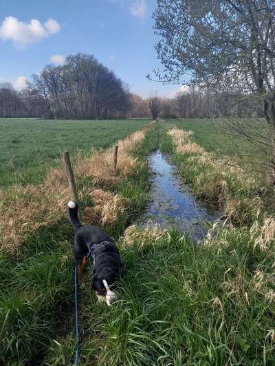 Dogorama-Monats-Challenge-Mai "Wasser"-Beitrag-Bild