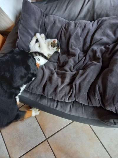 98.Fotochallange  - Hunde zeigen Zuneigung-Beitrag-Bild