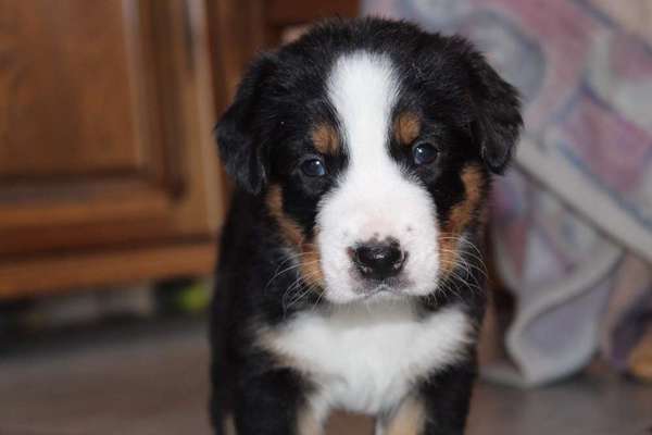 Als Welpen sind sie alle noch süßer-Beitrag-Bild