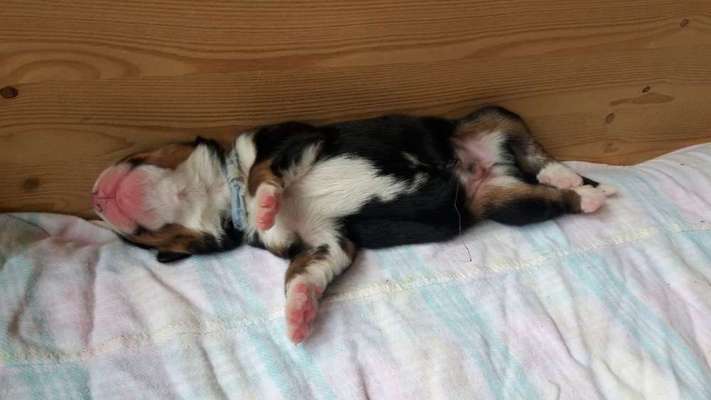 Als Welpen sind sie alle noch süßer-Beitrag-Bild