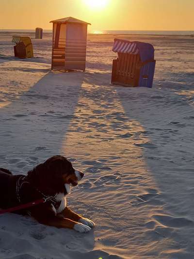 Appenzeller Sennenhunde-Beitrag-Bild