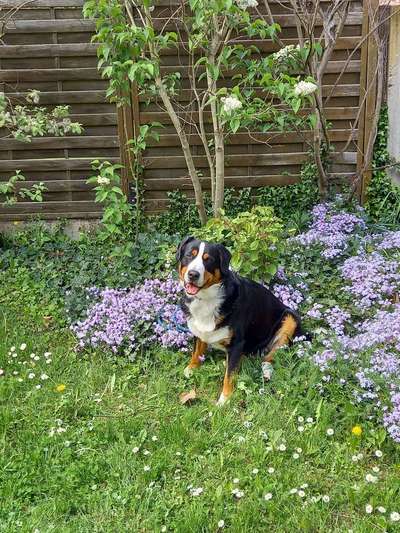 Die Dogorama Monats Challenge "Es grünt und blüht"-Beitrag-Bild