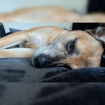 Hundetreffen-Gassirunde & Spielen-Bild