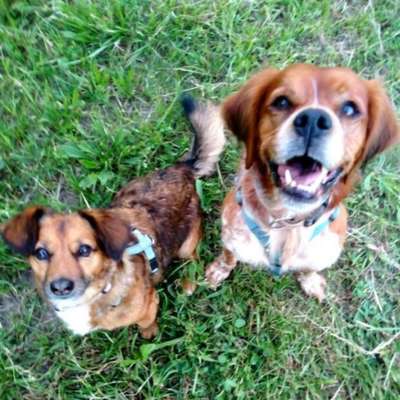 Hundetreffen-Treffen in Bad Liebenzell