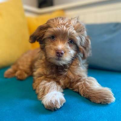 Hundetreffen-Spielfreund gesucht-Bild