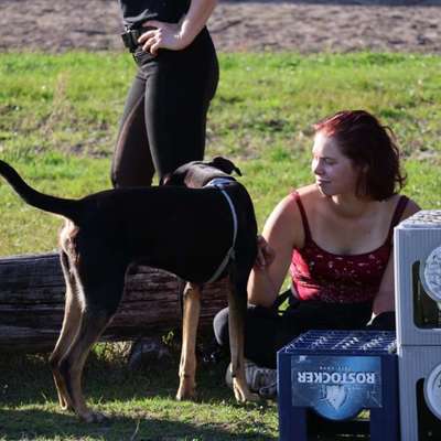 Hundetreffen-Spielen, Trainieren und/oder spazieren gehen-Bild