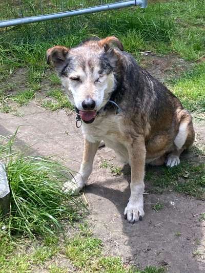 Unsere Fellnasen im Regenbogenland-Beitrag-Bild