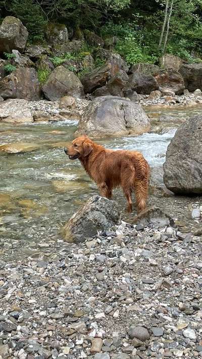 Hundetreffen-Gassirunde an der Ammer-Bild