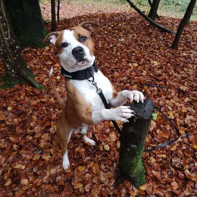 Hundetreffen-Konfrontations Training