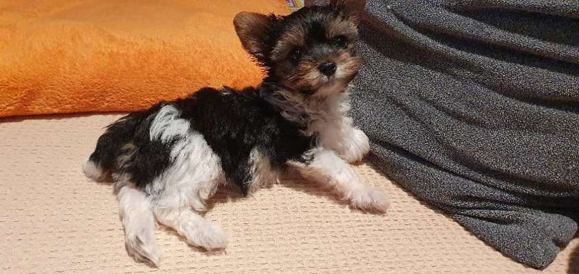 Yorkshire Terrier-Beitrag-Bild