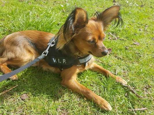 Challenge 23 : "  Euer Hund beim Frühlingserwachen "-Beitrag-Bild