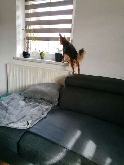 Kleine Hunde ganz Groß-Beitrag-Bild