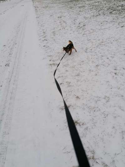 Welchen Hund hast du?-Beitrag-Bild