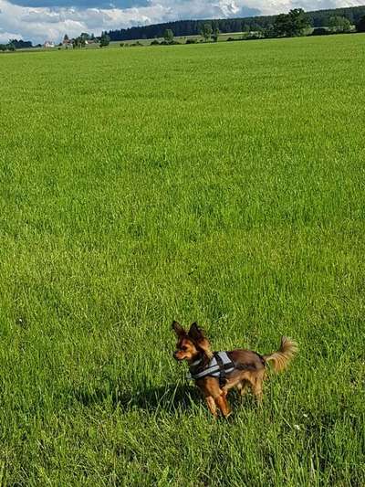 Challenge 23 : "  Euer Hund beim Frühlingserwachen "-Beitrag-Bild