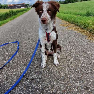 Hundetreffen-Suchen Junghund Spielkameraden-Bild