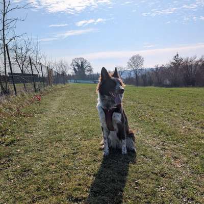 Hundetreffen-Suchen Spielkameraden-Bild