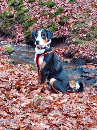 Appenzeller Sennenhunde-Beitrag-Bild