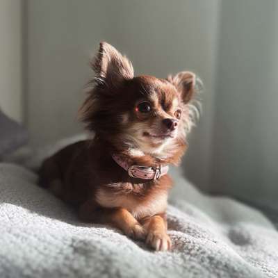 Hundetreffen-Chihuahua Gassirunde-Bild