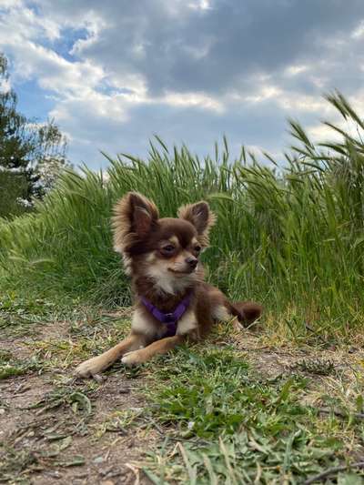 Wo sind die Chihuahua Besitzer ?-Beitrag-Bild