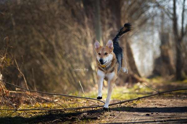 Hundetreffen-Social Walk / Gassirunden-Bild