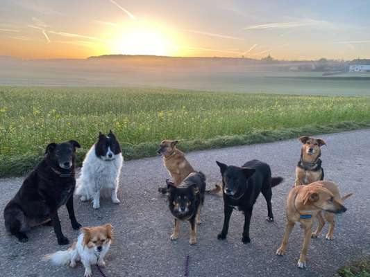 Hundetreffen-Gemeinsames Gassi-Bild