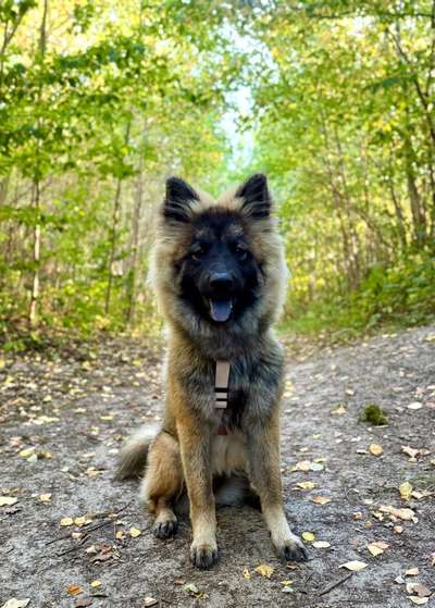 Hundetreffen-Junghunde zum Spielen gesucht-Bild