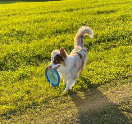 Hundetreffen-Drehen wir ab und an eine Runde?-Bild