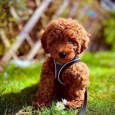 Fell an den Pfoten trimmen, Krallen schneiden, Ohrenhaare zupfen-Beitrag-Bild