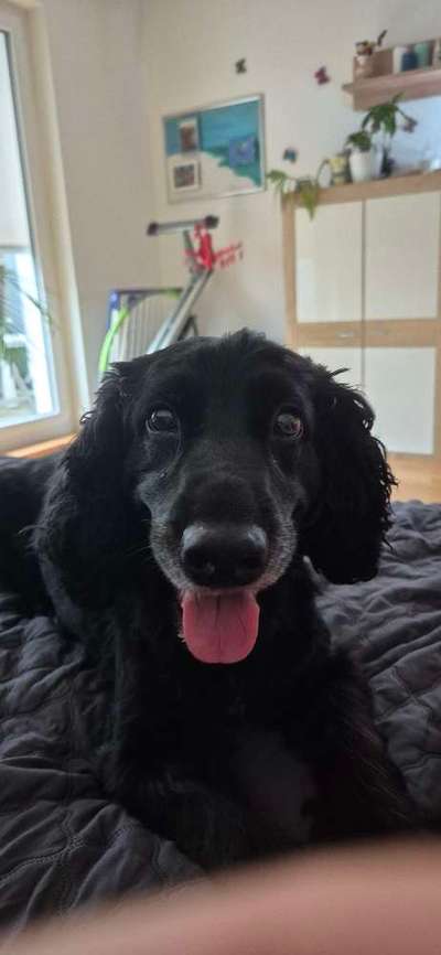 Wie kamst du zu deinem Hund?-Beitrag-Bild