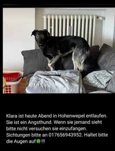 Entlaufene, Gefundene und Vermisste Hunde-Beitrag-Bild