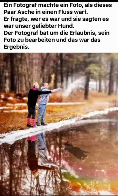 Berührende Hunde Bilder/Videos-Beitrag-Bild