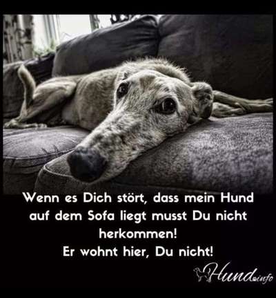 Hunde Memes-Beitrag-Bild
