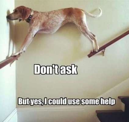 Hunde Memes-Beitrag-Bild