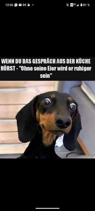 Hunde Memes-Beitrag-Bild