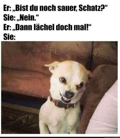 Hunde Memes-Beitrag-Bild