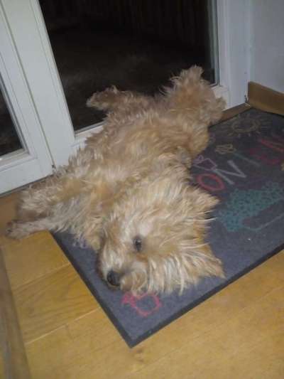 Unsere Fellnasen im Regenbogenland-Beitrag-Bild