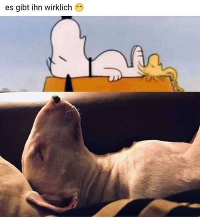 Hunde Memes-Beitrag-Bild