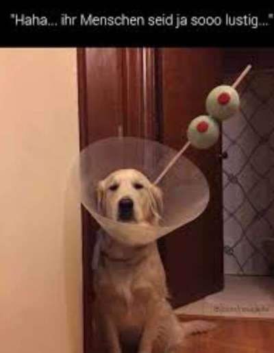 Hunde Memes-Beitrag-Bild