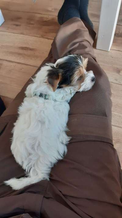 Biewer Yorkshire Terrier-Beitrag-Bild