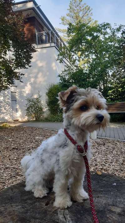 Biewer Yorkshire Terrier-Beitrag-Bild