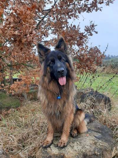 Schäferhund-Beitrag-Bild