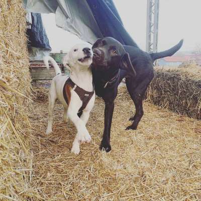 Bester Freund, Hundekumpel - zeigt her!-Beitrag-Bild