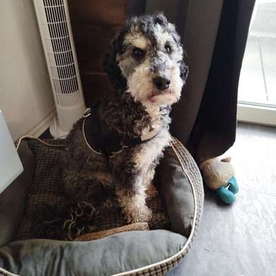 Hundetreffen-Spazieren und toben-Bild