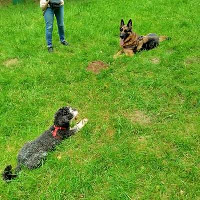 Hundetreffen-Spazieren und toben-Bild