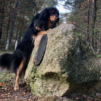 FOTO CHALLENGE 77 - Dein Hund im Spiel-Beitrag-Bild